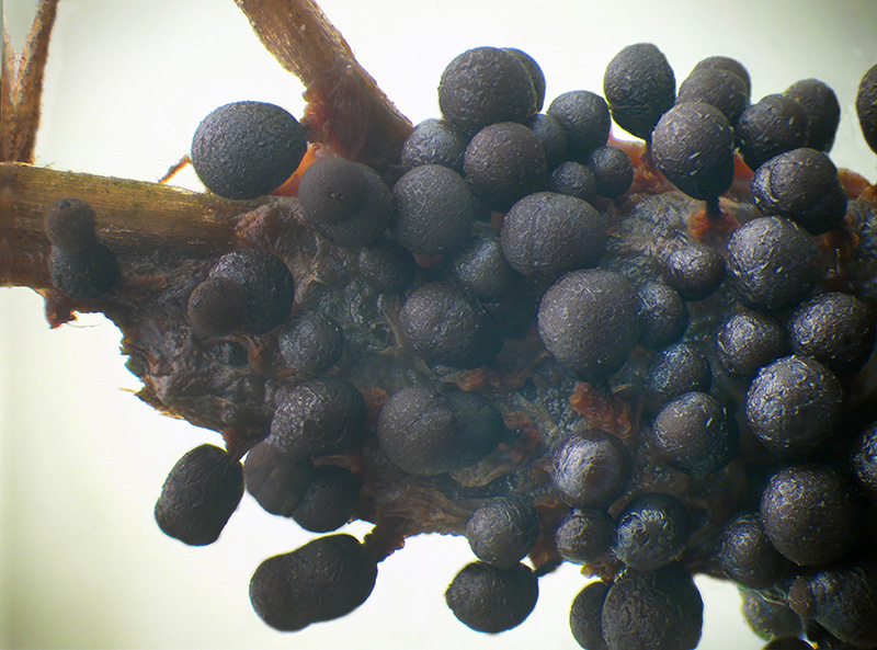 Cribraria (argillacea)